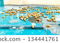 wheat grains on Blue table background 134441761