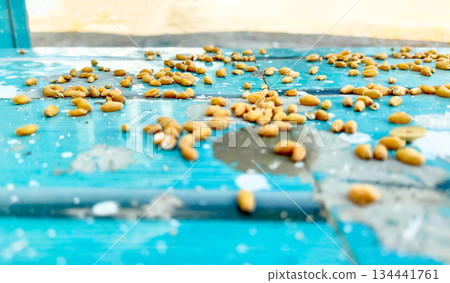 wheat grains on Blue table background 134441761