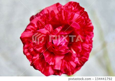 Two-tone red roses blooming in winter Two-tone red roses blooming in winter 134441792