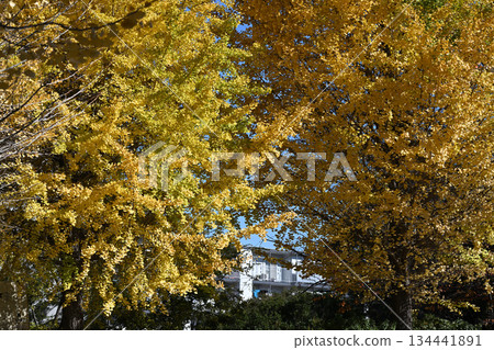 Ginkgo that turns red 134441891