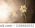 Daffodil Gold Image 134442032