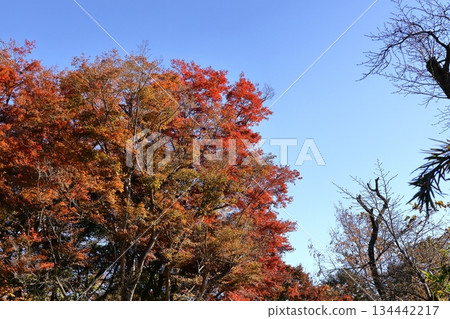 燃燒的秋天 134442217