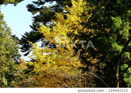 燃燒的秋天 燃燒的秋天 134442223