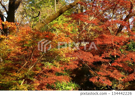 Burning Autumn Burning Autumn 134442226