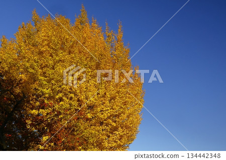 Burning Autumn 134442348