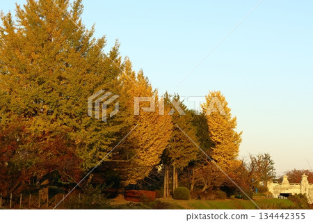 Burning Autumn Burning Autumn 134442355