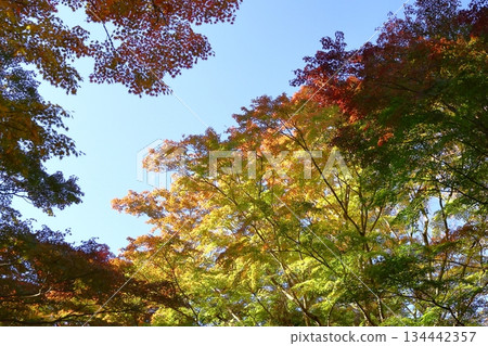 燃燒的秋天 燃燒的秋天 134442357