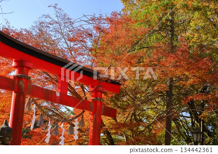 燃燒的秋天 燃燒的秋天 134442361