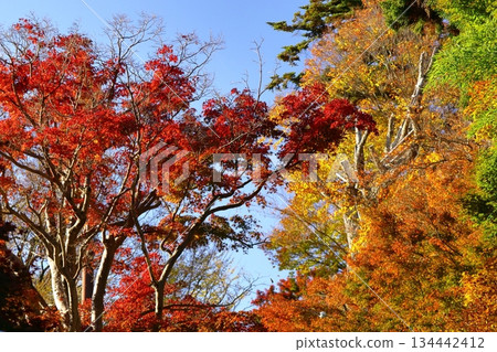 燃燒的秋天 燃燒的秋天 134442412