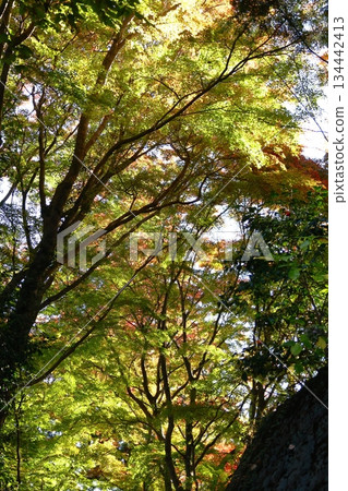 Burning Autumn Burning Autumn 134442413
