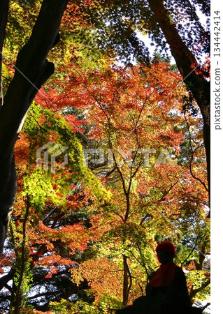 Burning Autumn Burning Autumn 134442414