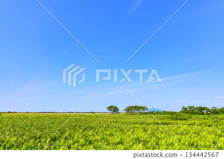 Walking in the Sarobetsu Plain Walking in the Sarobetsu Plain 134442567