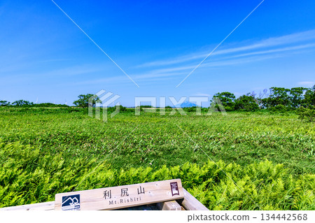 Walking in the Sarobetsu Plain Walking in the Sarobetsu Plain 134442568