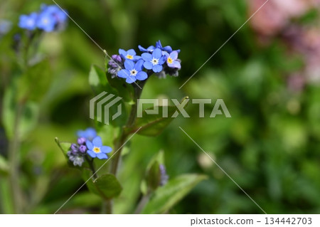 Blue Veronica flowers blooming in a spring field Blue Veronica flowers blooming in a spring field 134442703