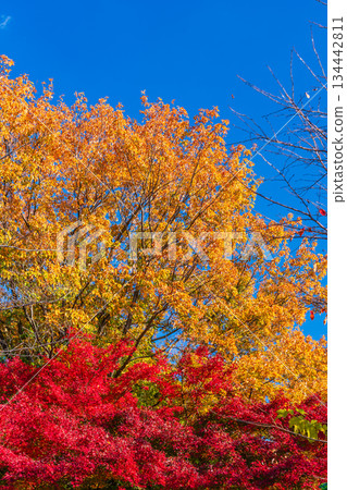 黃橡樹葉和紅楓樹葉 黃橡樹葉和紅楓樹葉 134442811