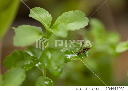 wasp on green leaf in the nature or in the garden. 134443031