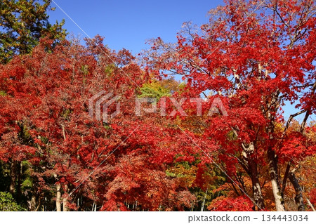 Burning Autumn Burning Autumn 134443034
