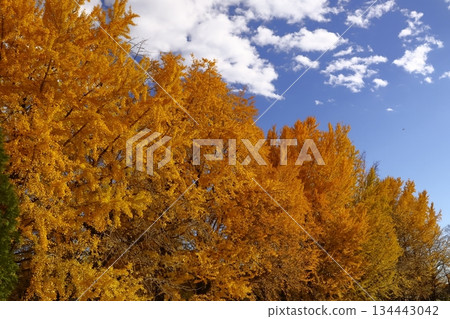 Burning Autumn 134443042