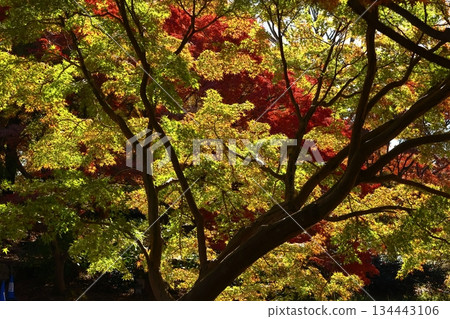 燃燒的秋天 134443106