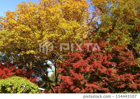 Burning Autumn Burning Autumn 134443107