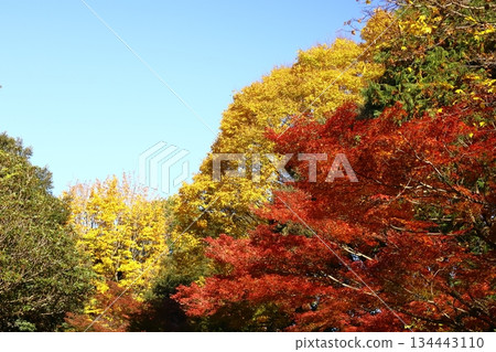 燃燒的秋天 134443110