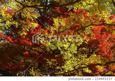 Burning Autumn 134443157