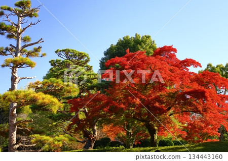 Burning Autumn 134443160