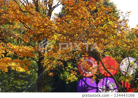 Burning Autumn 134443166