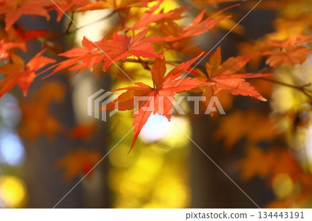 Burning Autumn 134443191