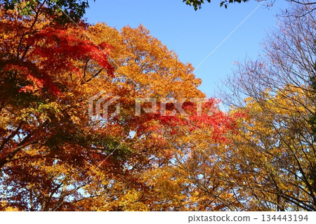燃燒的秋天 燃燒的秋天 134443194