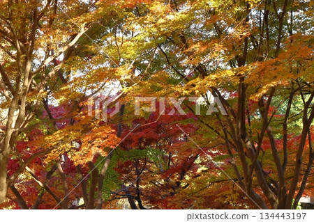 Burning Autumn Burning Autumn 134443197
