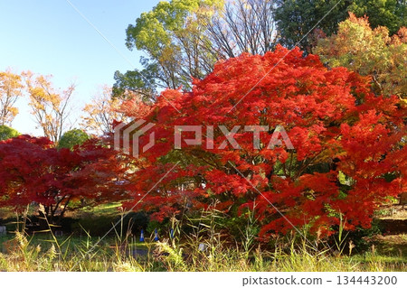 Burning Autumn Burning Autumn 134443200