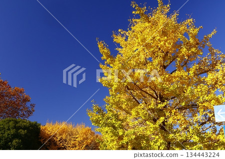 Burning Autumn Burning Autumn 134443224