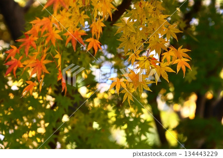 燃燒的秋天 134443229