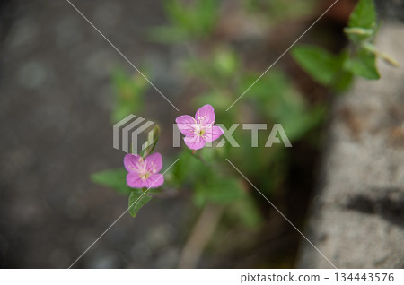 Small flowers on the street 134443576
