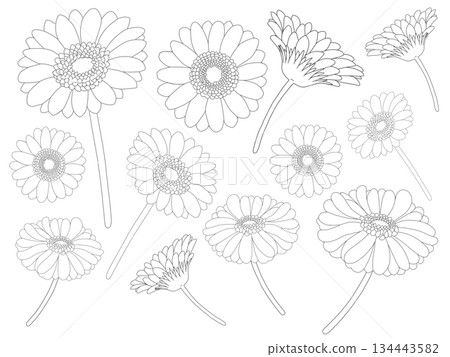非洲菊線條畫 非洲菊線條畫 134443582