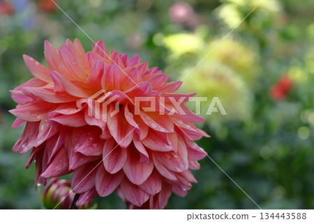 五顏六色的大花 134443588