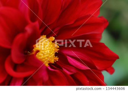 Colorful large flower 134443606