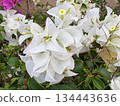 white flowers of a white lilac 134443636