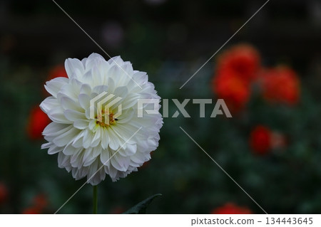 Colorful large flower 134443645