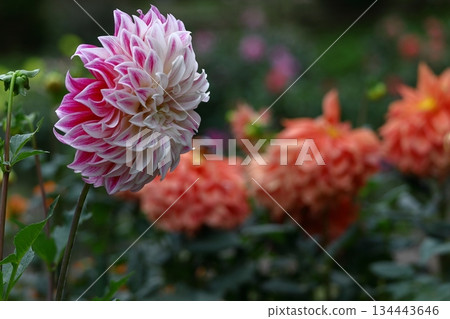 Colorful large flower 134443646