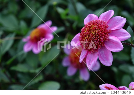 五顏六色的大花 134443649