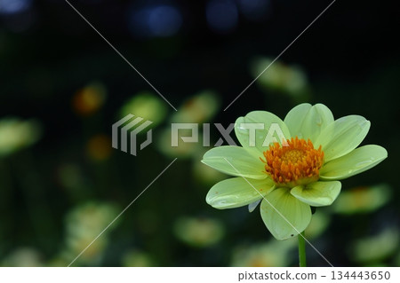 Colorful large flower 134443650