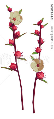 一對洛神花 134443689