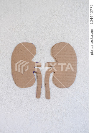 World Kidney Day Minimal Medical Concept World Kidney Day Minimal Medical Concept 134443773