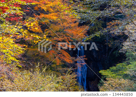 Mitomikawaura, Yamanashi City, Yamanashi Prefecture Nishizawa Valley Okubo Waterfall in Autumn Colors 134443850