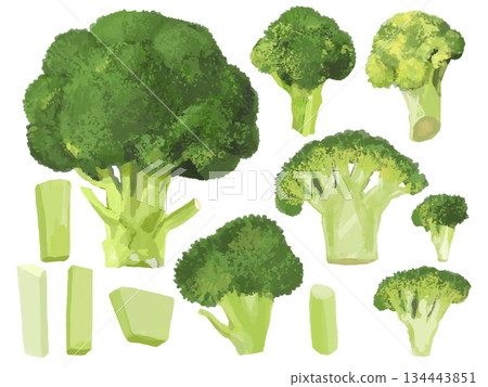 西蘭花各種切法的插圖 西蘭花各種切法的插圖 134443851