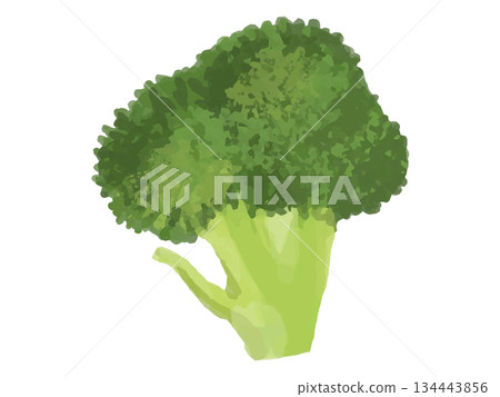 西蘭花小花插圖（大圖） 134443856