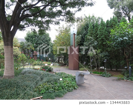 品川區的絹樹花園(絹樹與玫瑰「美智子公主」) 品川區的絹樹花園(絹樹與玫瑰「美智子公主」) 134443883