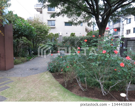 The rose "Princess Michiko" blooms at Nemunoki Garden in Shinagawa Ward The rose "Princess Michiko" blooms at Nemunoki Garden in Shinagawa Ward 134443884